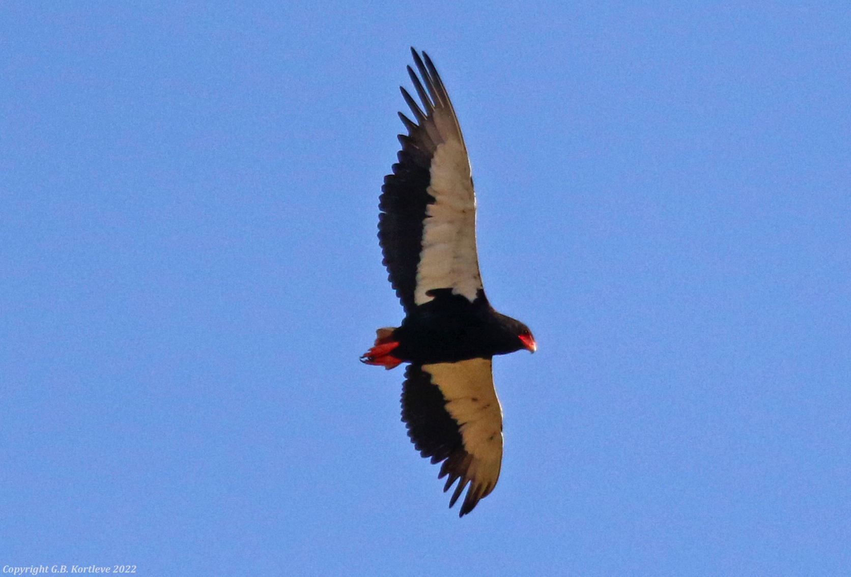 Bateleur (Terathopius ecaudatus) Masai Mara National Reserve, Kenya