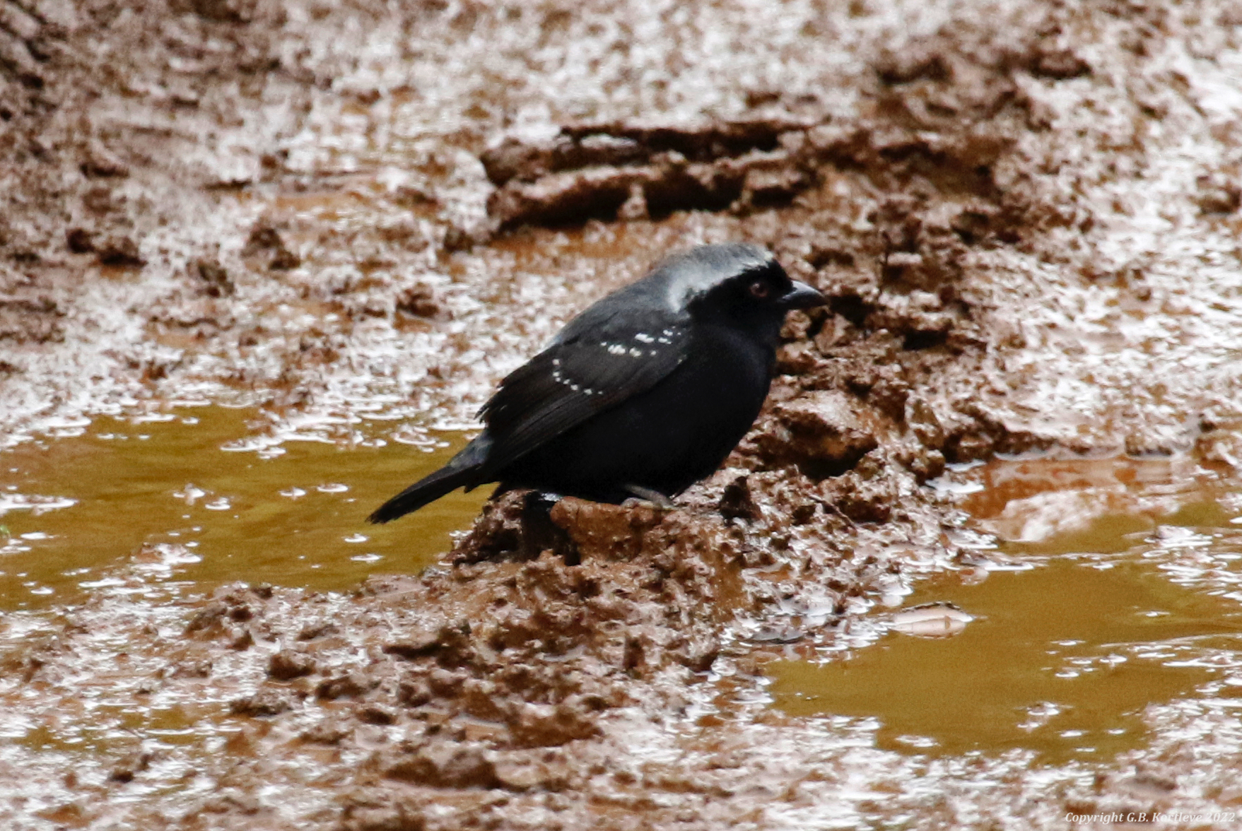 Grey-headed Nigrita (Nigrita canicapillus) Mount Kenya, Castle Forest