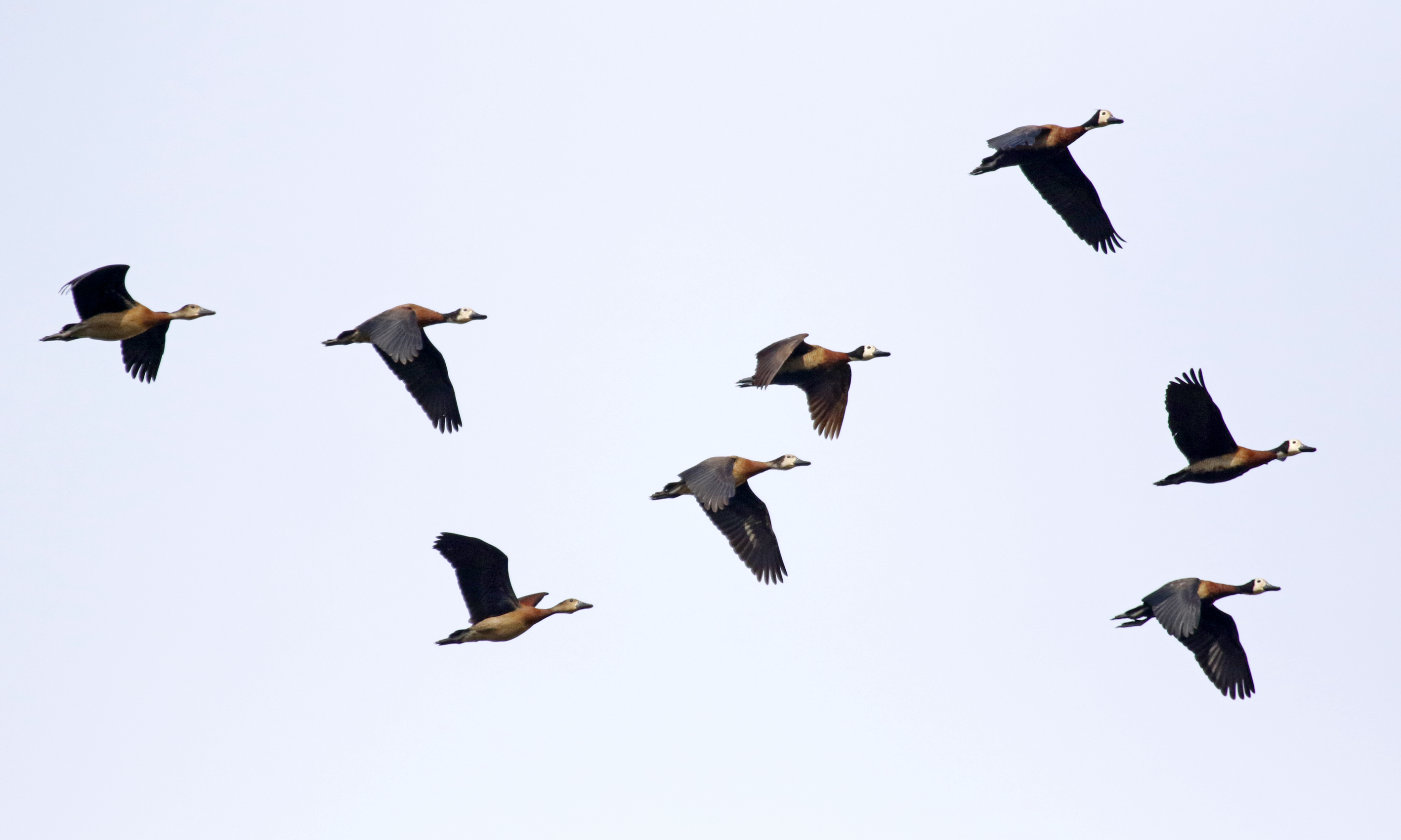 White-faced Whistling Duck (Dendrocygna viduata) Kotu Stream, Gambia