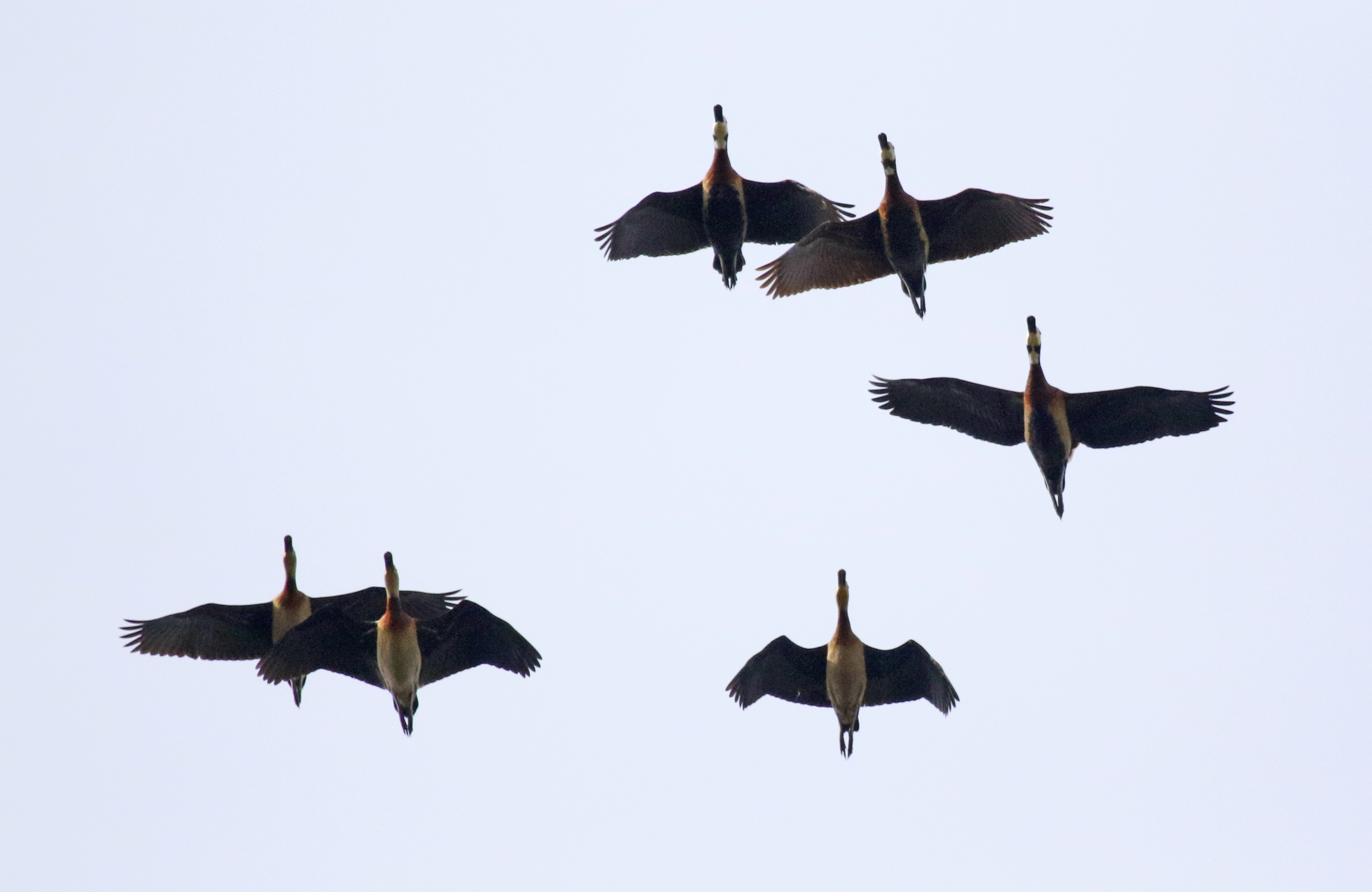 White-faced Whistling Duck (Dendrocygna viduata) Kotu Stream, Gambia