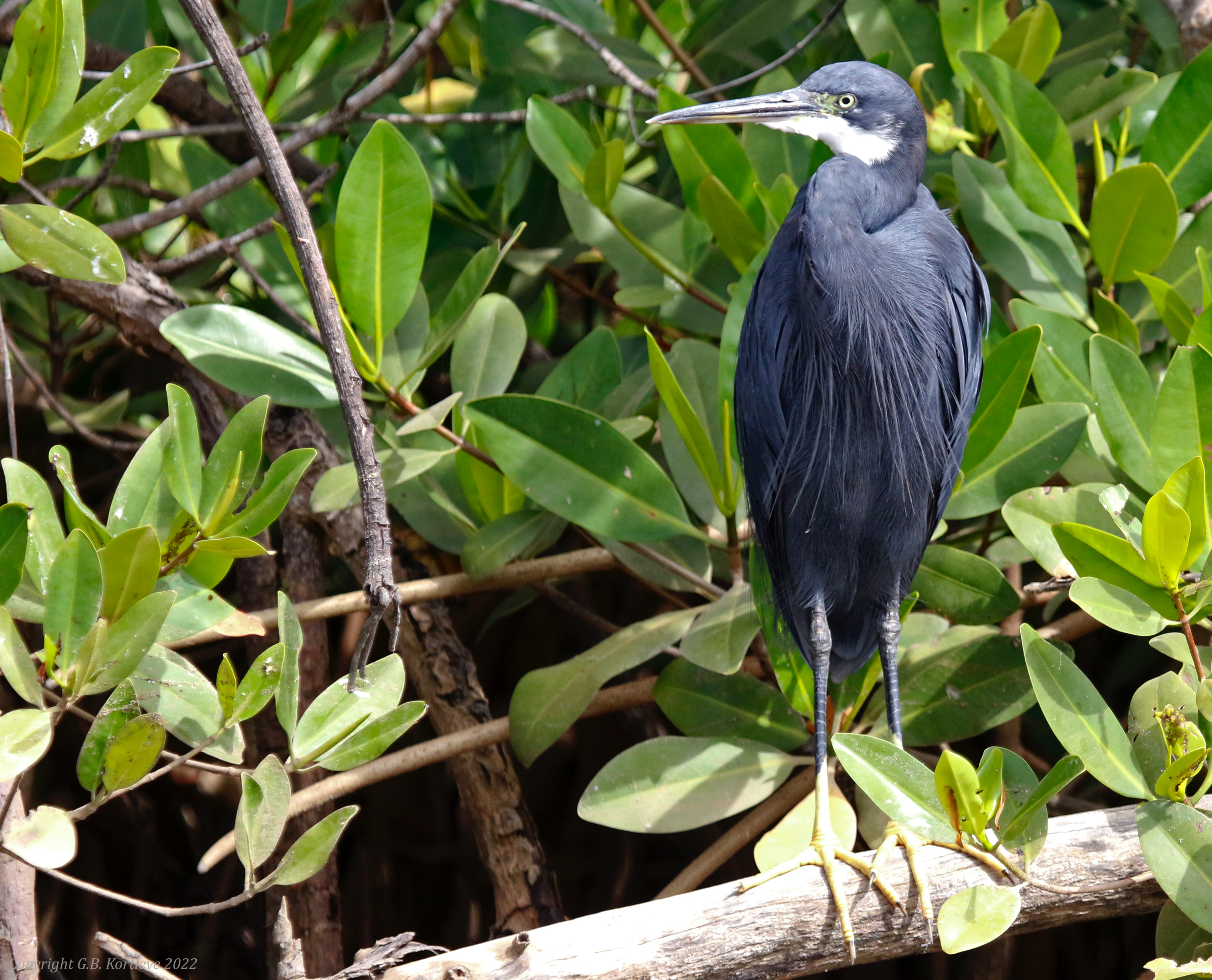 Western Reef-Heron (Egretta gularis) Kotu Stream, Gambia