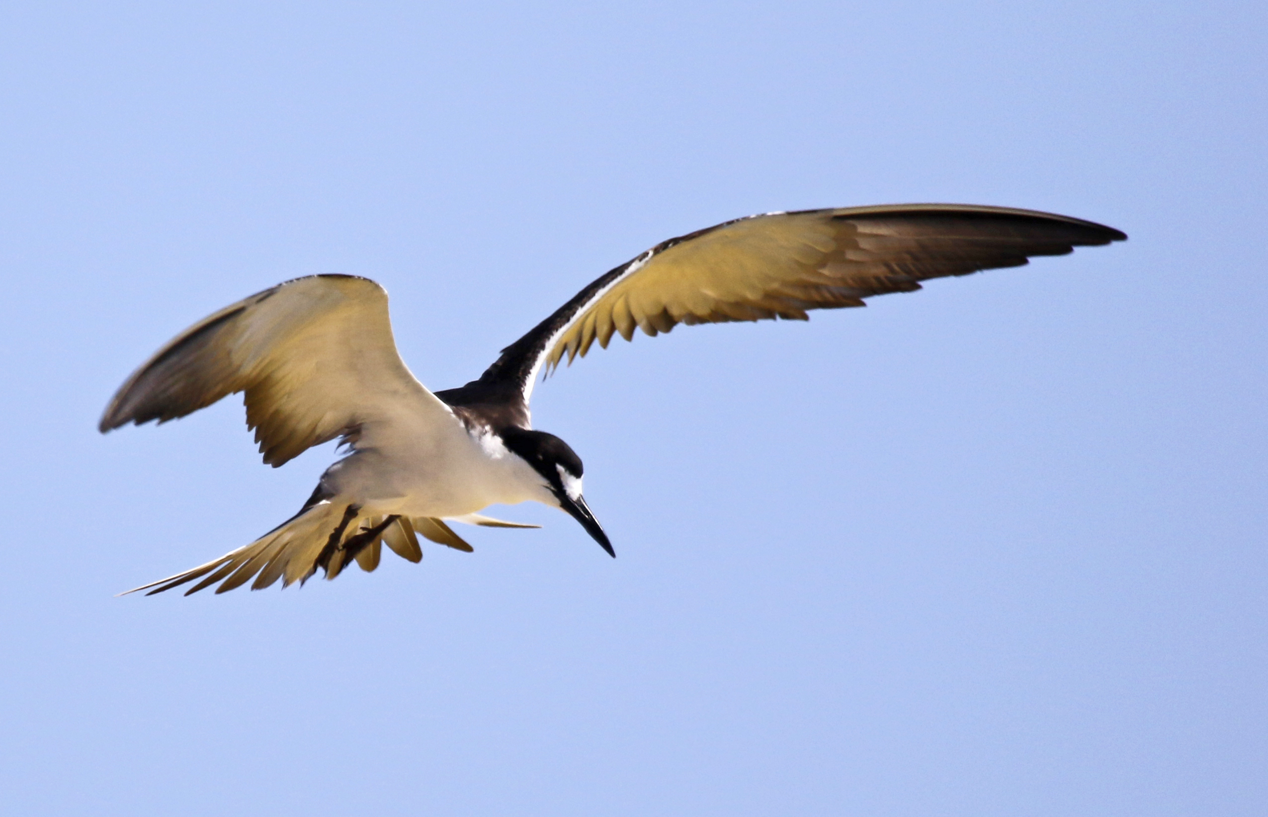 Sooty Tern (Onychoprion fuscatus) Dry Tortugas NP, Garden Key, Florida, US