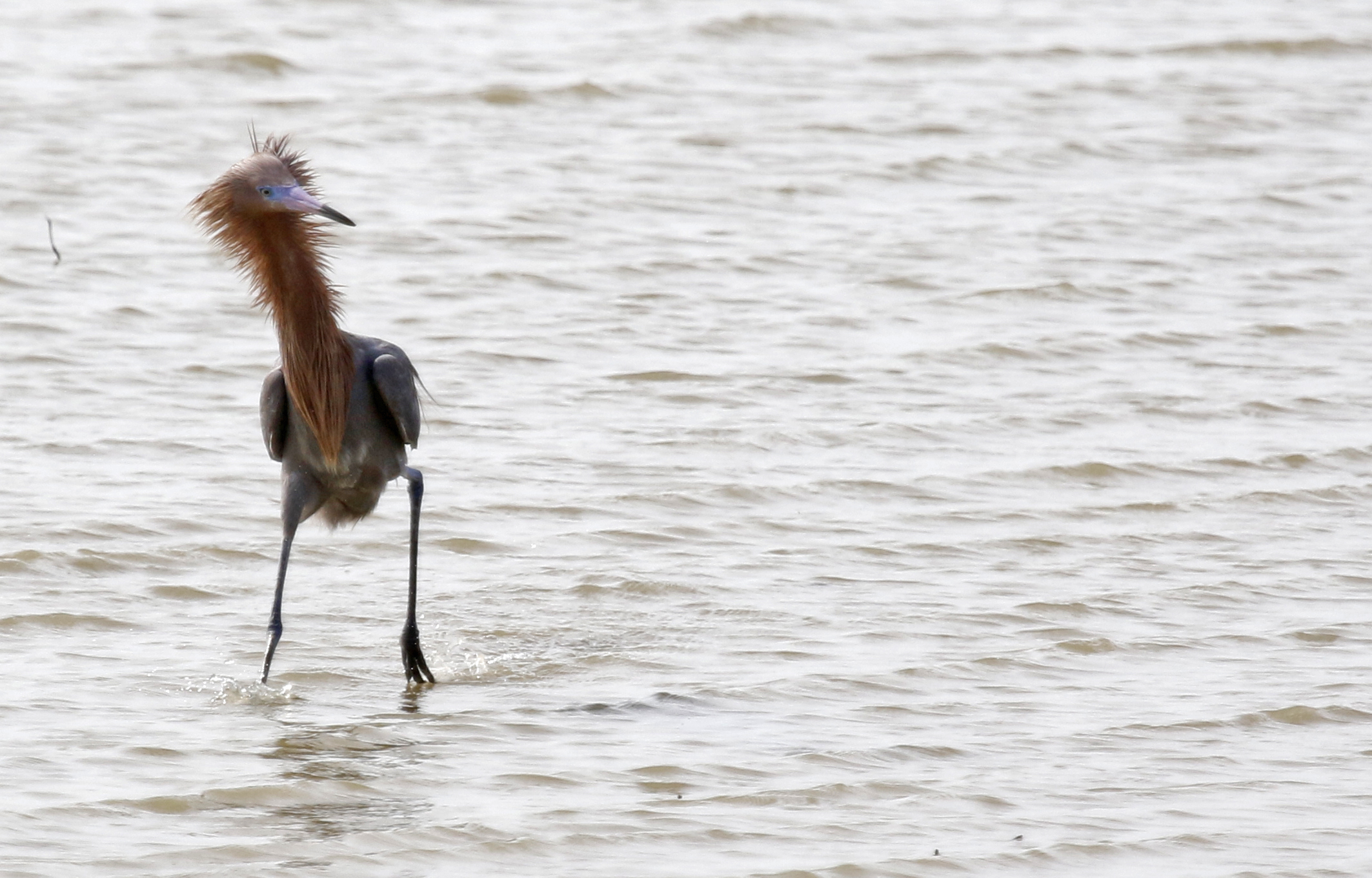 Reddish Egret (Egretta rufescens) Santuario de Fauna y Flora Los Flamencos, La Guajira, Colombia