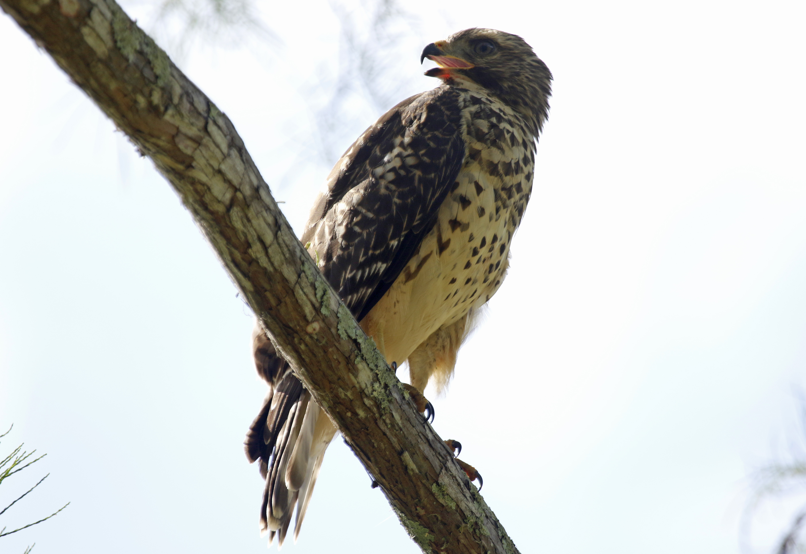 Red-shouldered Hawk (Buteo lineatus) Audubon Corkscrew Swamp Sanctuary, Florida US