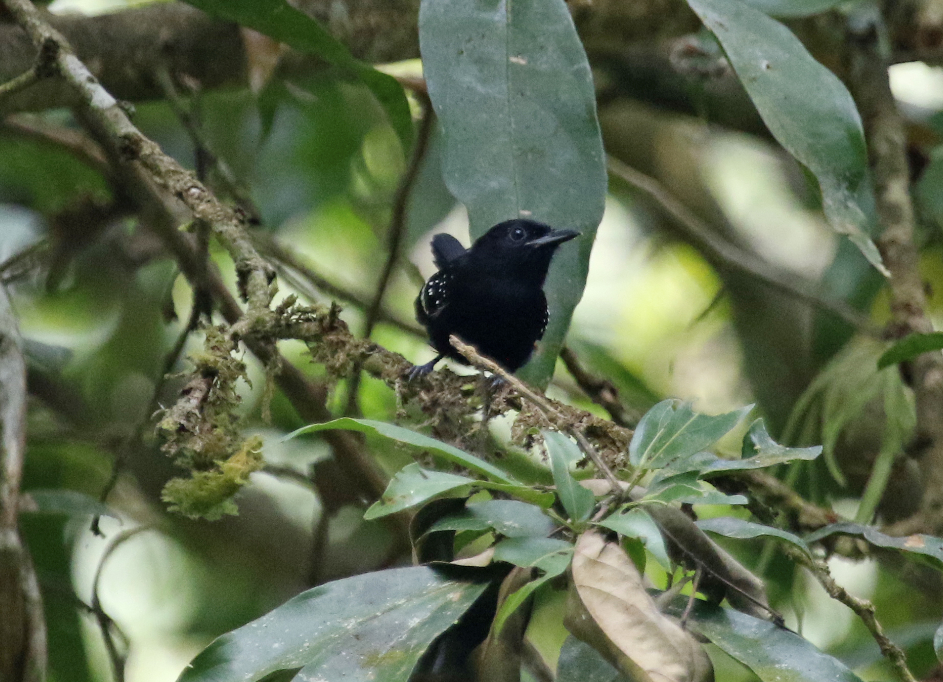 Dot-winged Antwren (Microrhopias quixensis) Male / Pipeline Road, Parque Nacional Soberanía, Panama