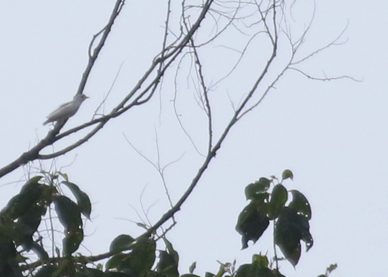 Yellow-billed Cotinga (Carpodectes antoniae) Osa Peninsula, Costa Rica