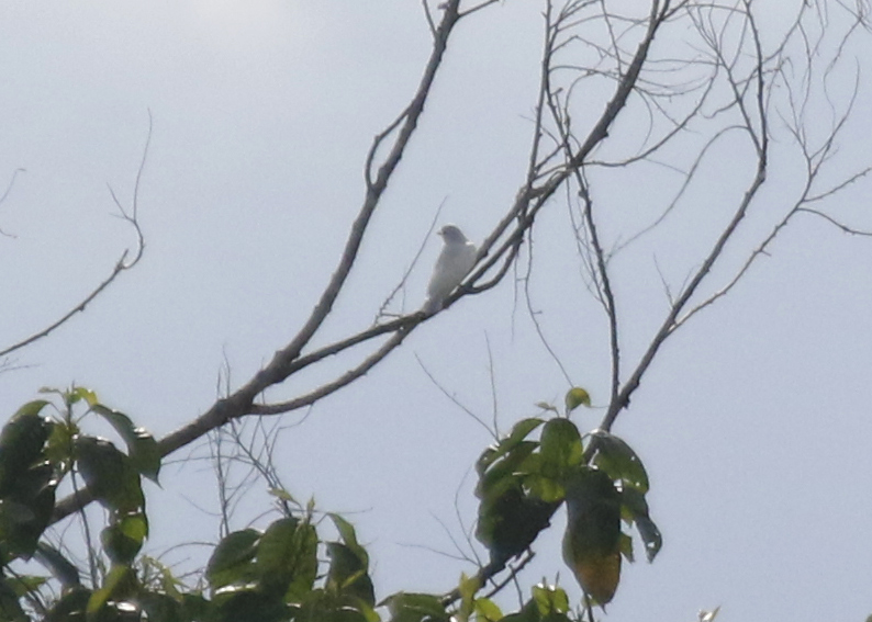 Yellow-billed Cotinga (Carpodectes antoniae) Osa Peninsula, Costa Rica