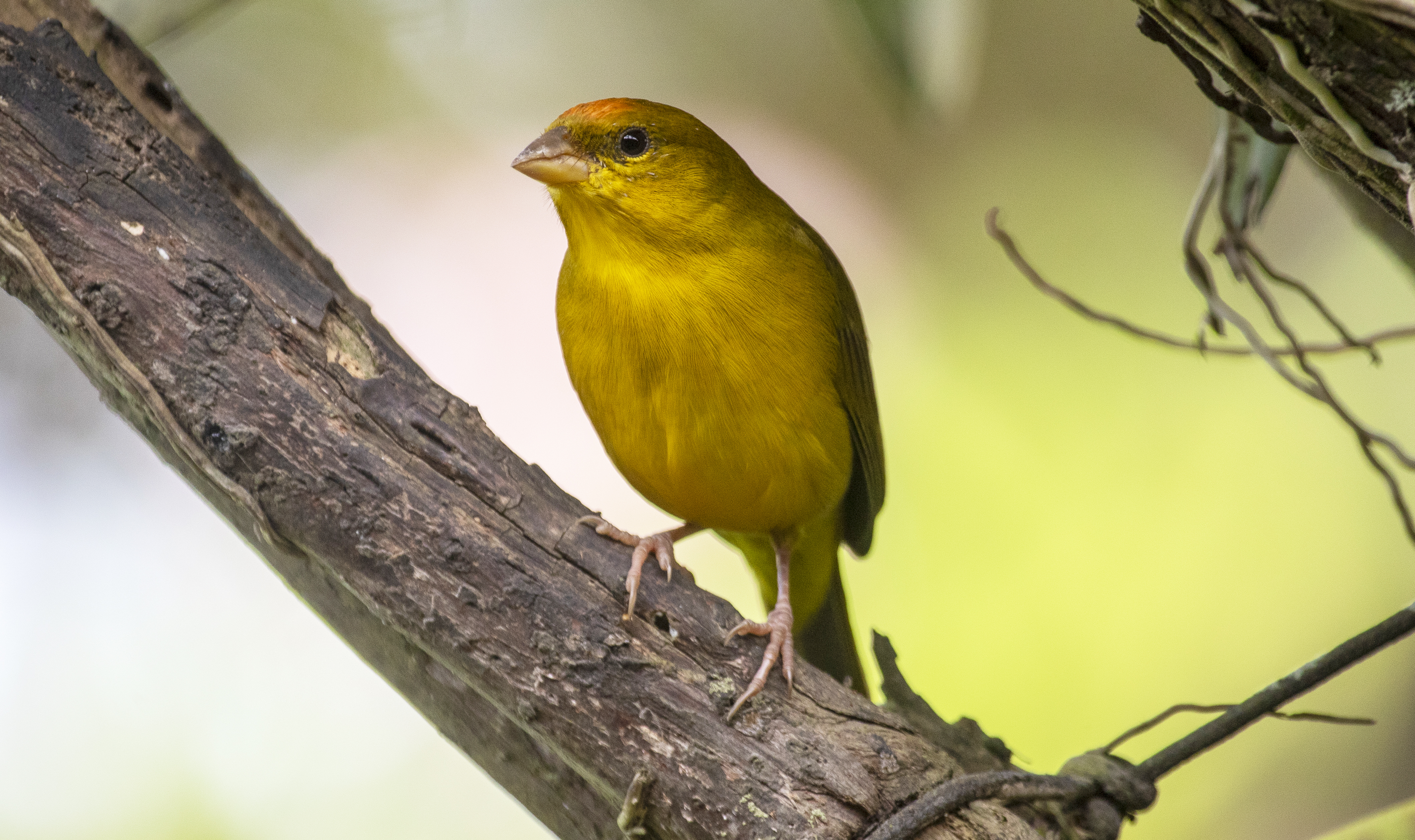 Orange-fronted Yellow Finch (Sicalis columbiana) Casa Hato La Aurora, Reserva Natural La Aurora, Casanare, Colombia