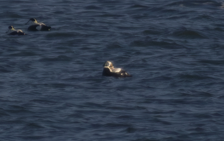 Spectacled Eider (Somateria fischeri) IJzeren Kaap, Waddenzee, Texel