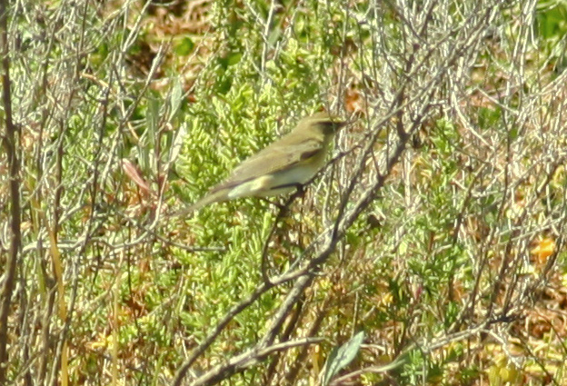 Portugal Birdwatching Algarve & Alentejo April 2011