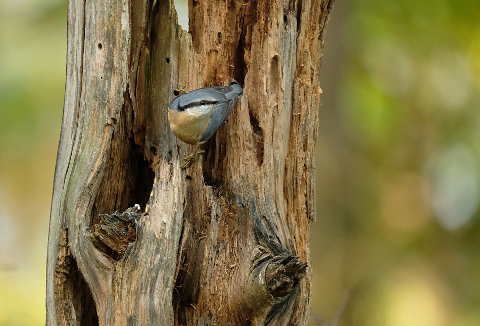 Boomklever / Eurasian Nuthatch (hut Arjan Troost)