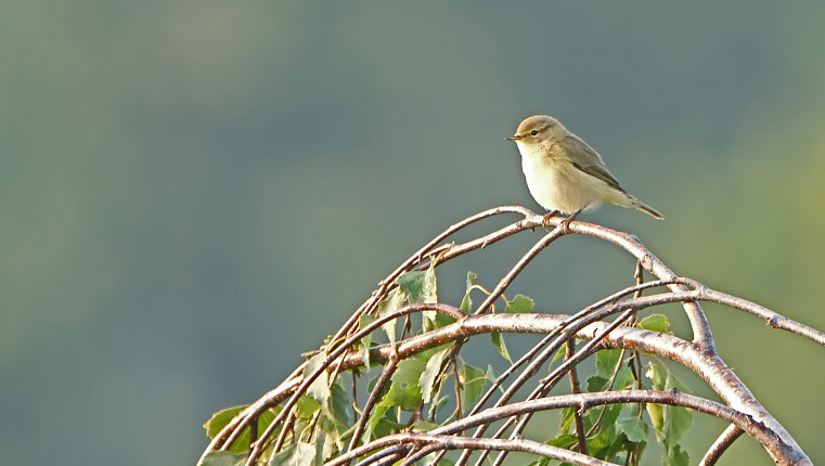 Tjiftjaf / Common Chiffchaff (Laurapark Hengelo)