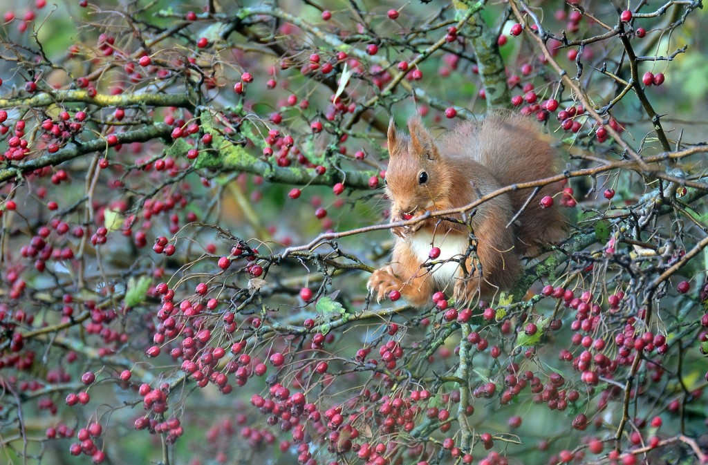 Eekhoorn / Squirrel (de Oelemars)
