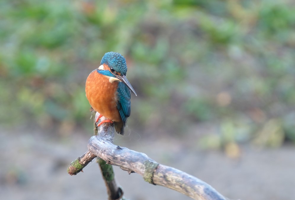 IJsvogel /Common Kingfisher (de Oelemars)