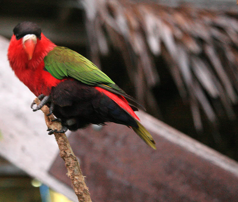 Purple Bellied Lory