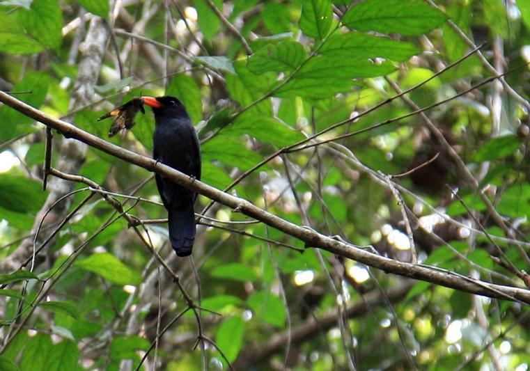 Black-fronted Nunbird