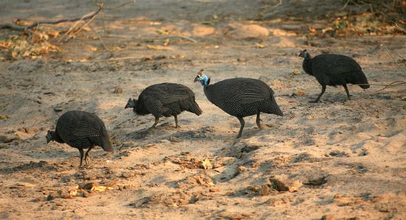 Helmeted Guinea Fowl