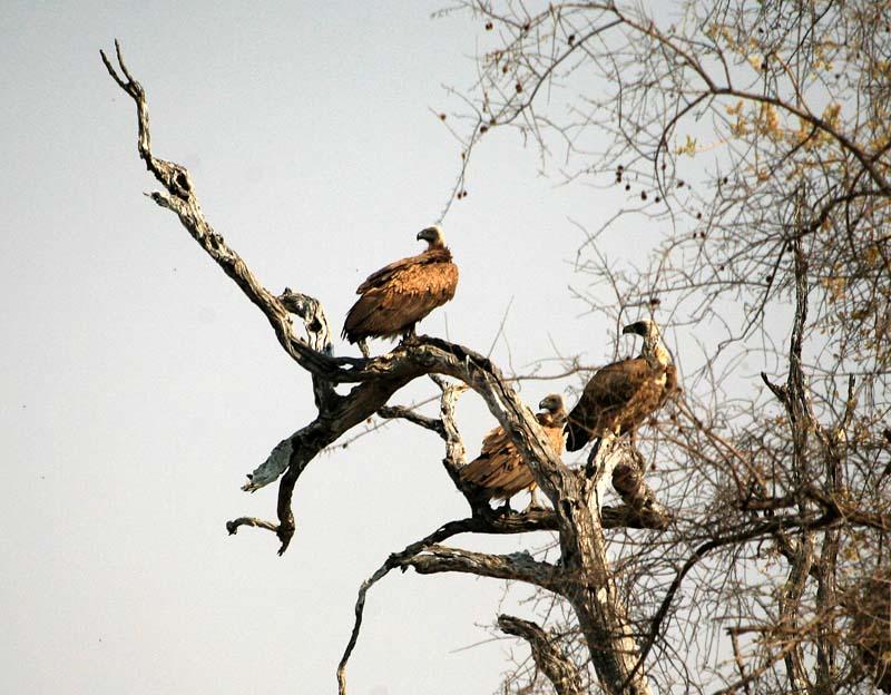 White-Backed Vultures
