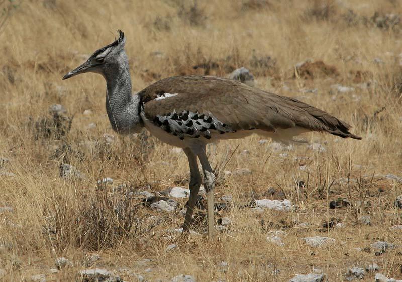 Kori Bustard