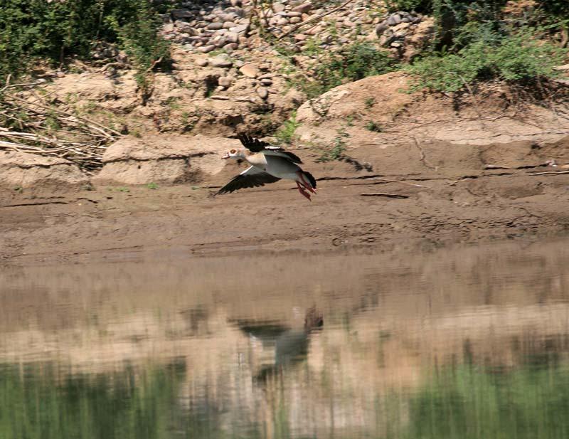 Egyptian Goose