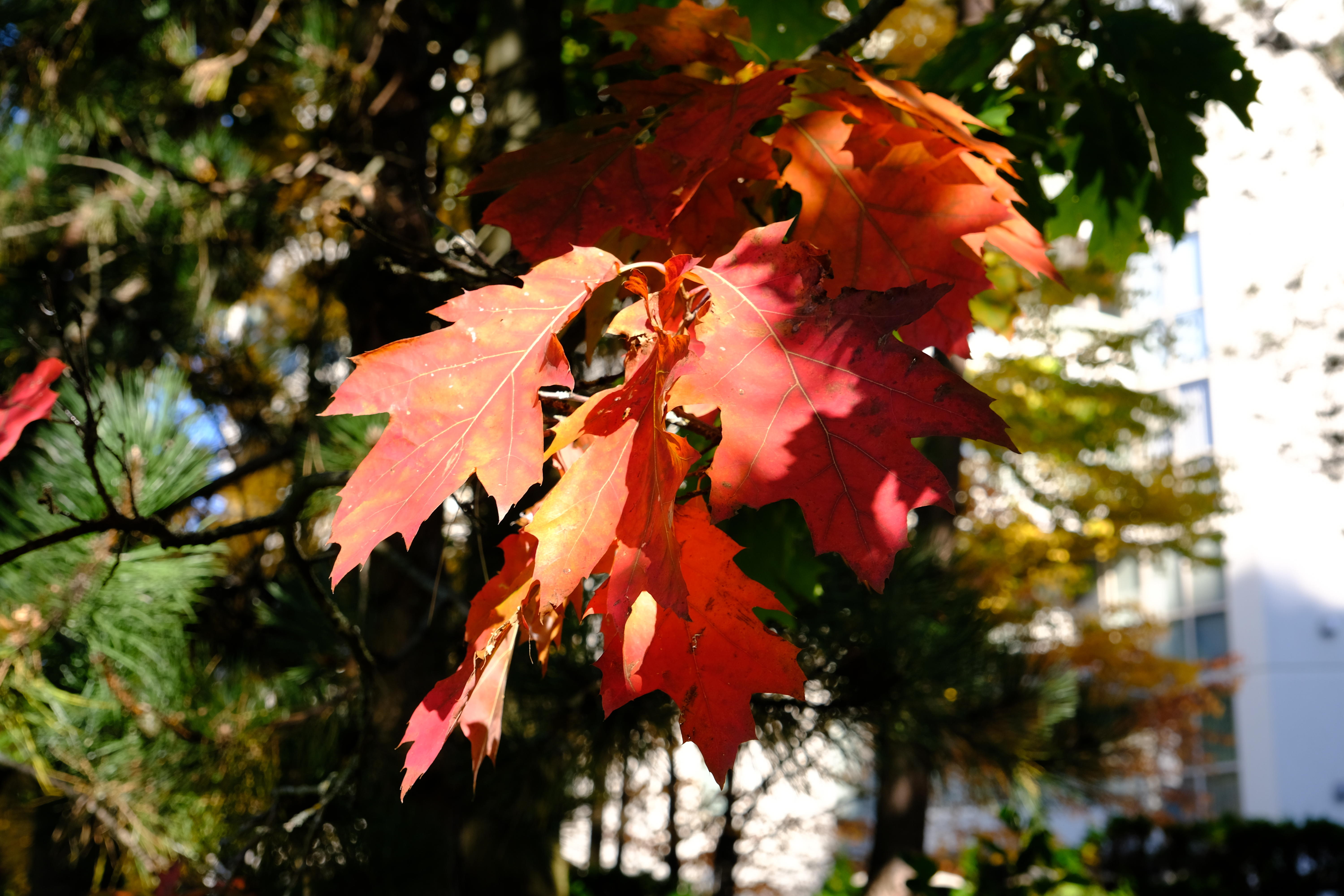 DSCF8434.JPG