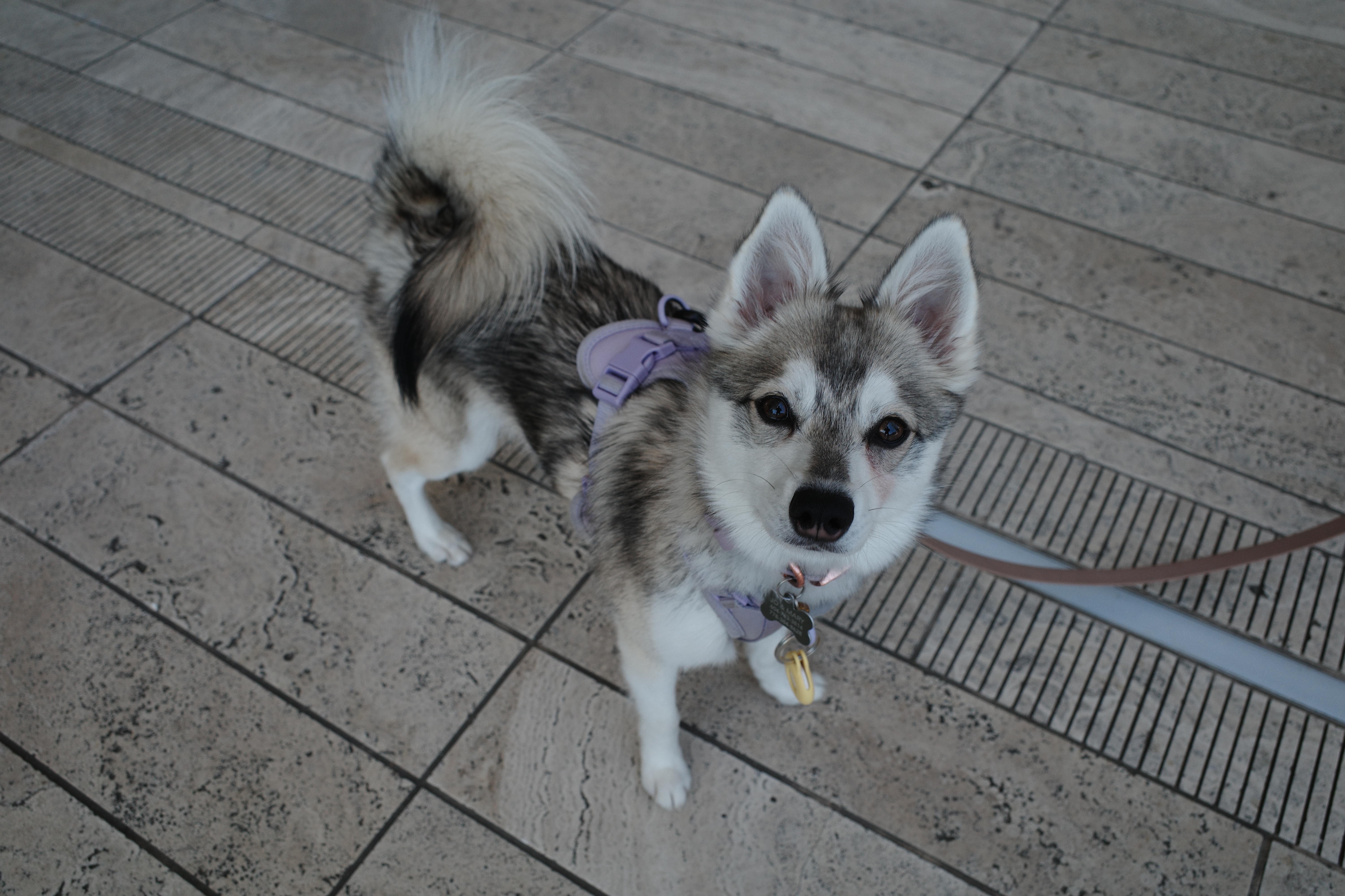 Alaskan Klee Kai
