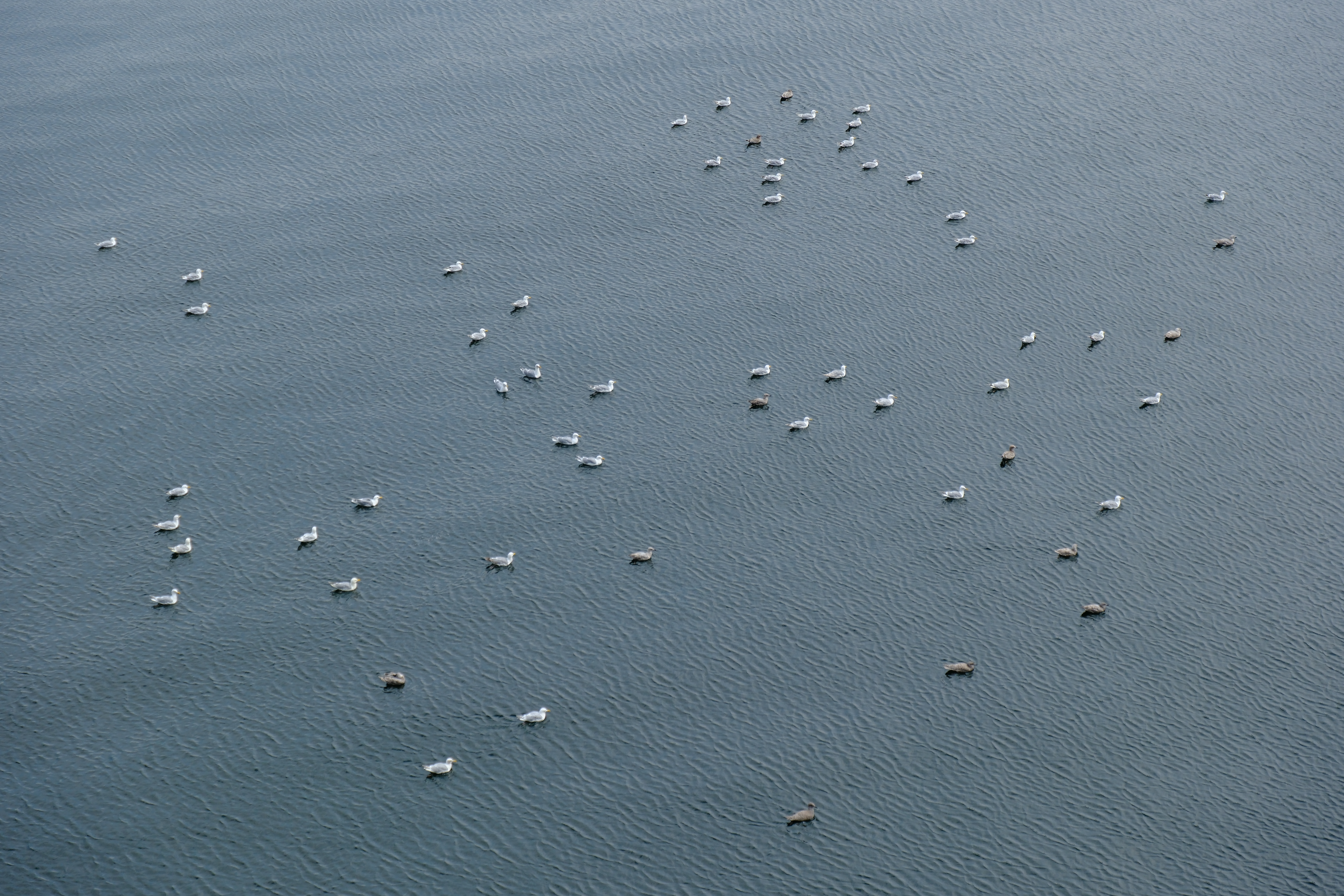 A Flotilla of Seagulls