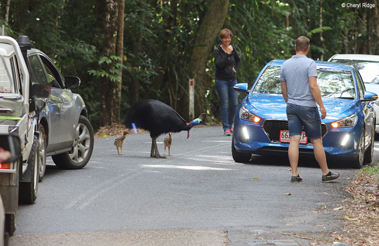 7247-daintree.jpg