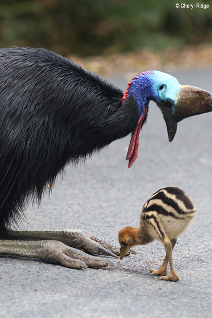 7275-daintree.jpg