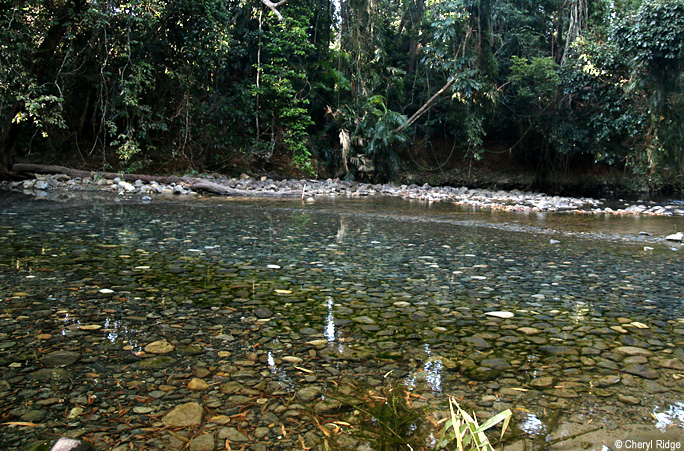 7224-daintree.jpg