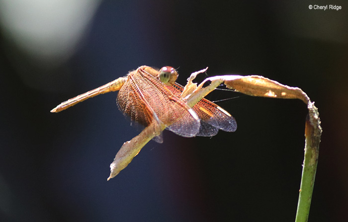 8227-daintree.jpg