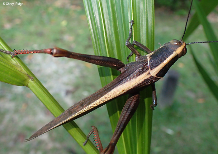 P8291126-daintree.jpg