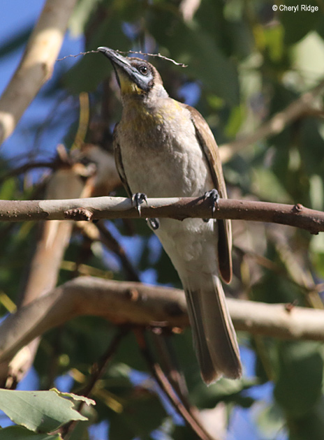 6201-friarbird.jpg