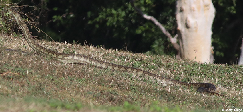 6249-python.jpg