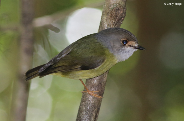 7337-paluma-range-NP.jpg
