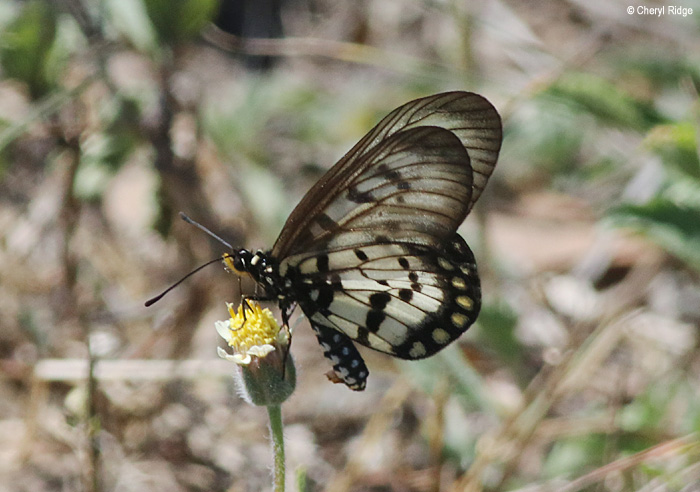 6639-bowen.jpg
