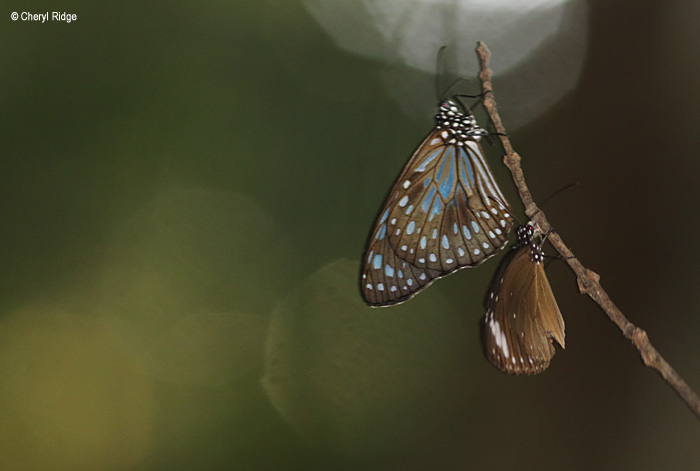 7115-butterfly-forest.jpg