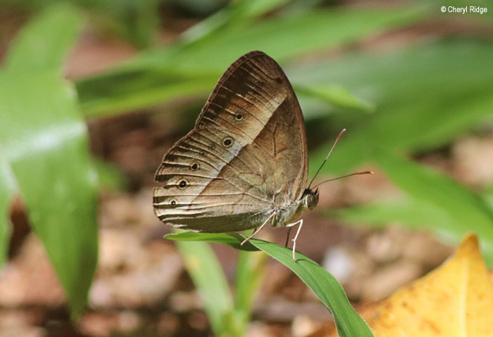 8217-daintree.jpg