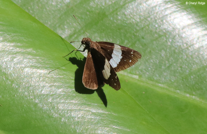 8201-banded-demon-daintree.jpg