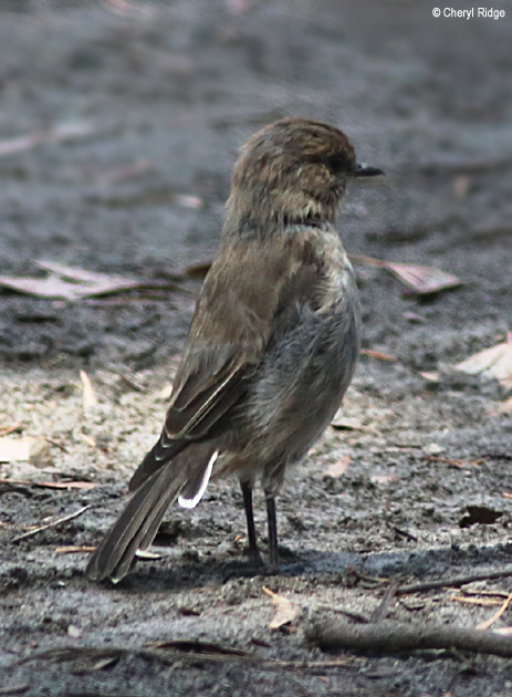 9524-dusky-robin.jpg