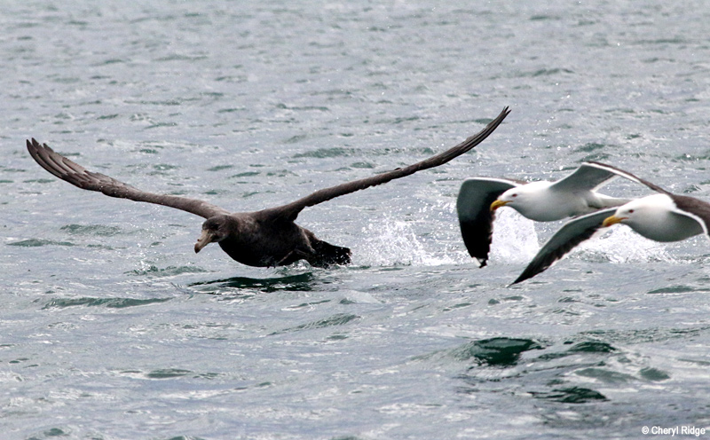 Port to Port Cruises and Wildlife Tours