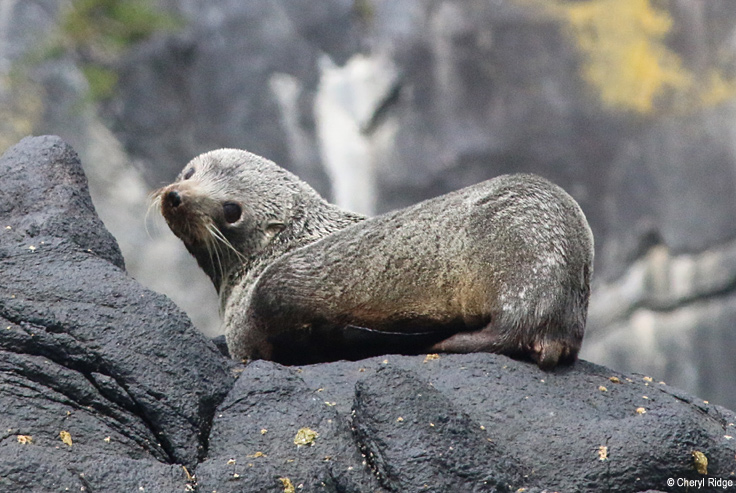 Port to Port Cruises and Wildlife Tours