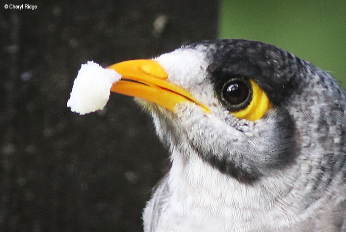 4306b-noisy-miner.jpg