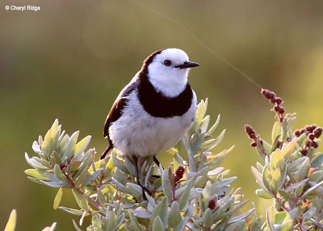 White fronted Chat - male