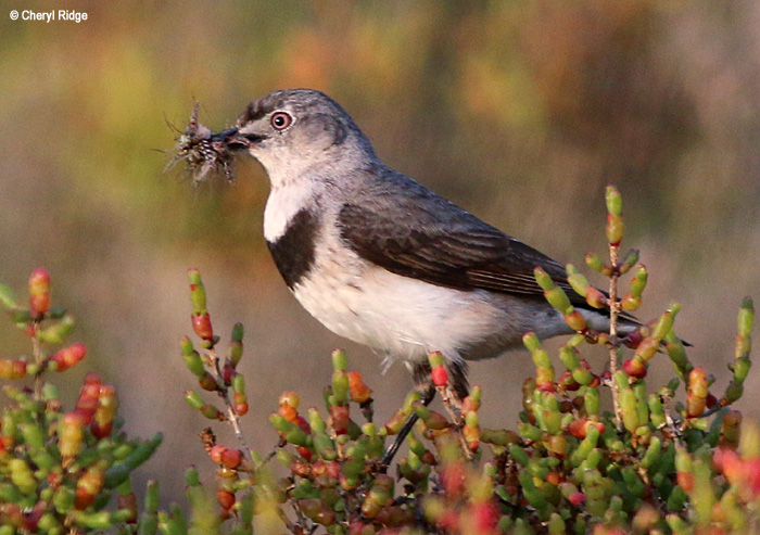 White fronted Chat - female