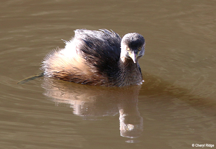 1632-grebe.jpg