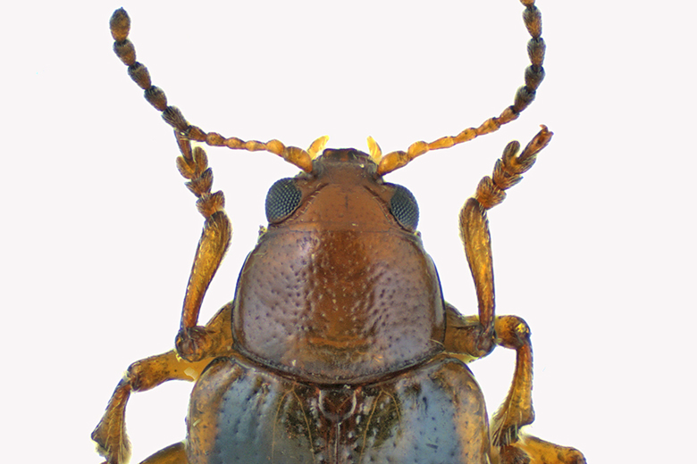 Leaf Beetle - Paria fragariae-complex sp4 2 m18