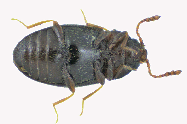 Silken Fungus Beetle - Atomaria wollastoni sp2 2 m18