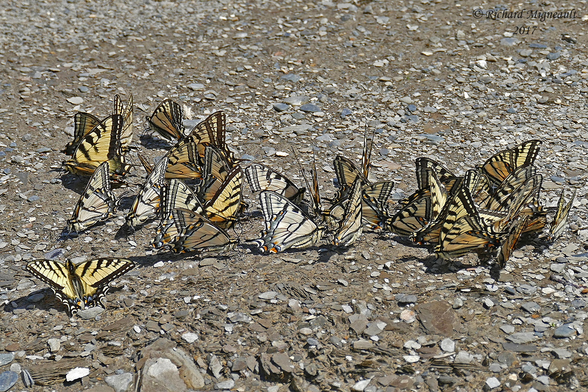 4176 - Canadian tiger swallowtail - Papillon tigr du Canada 1 m17