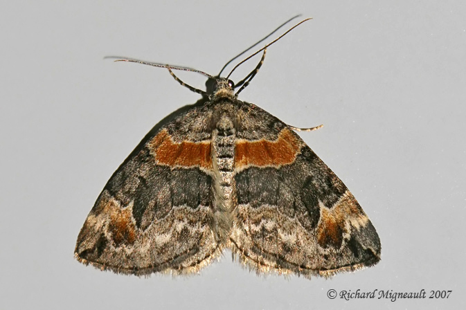 7189 - Orange-barred Carpet Moth - Dysstroma hersiliata 1 m7